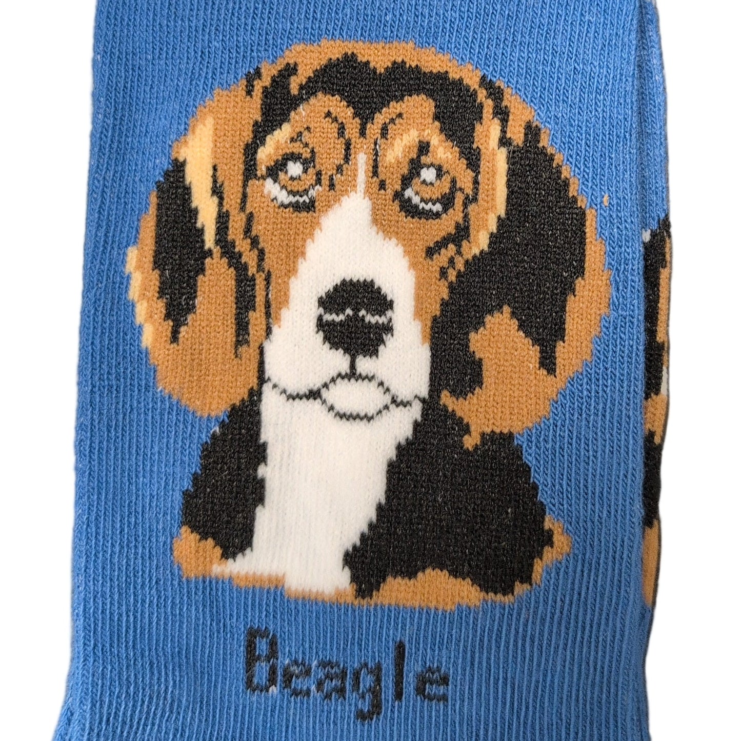 Beagle dog sock with blue background