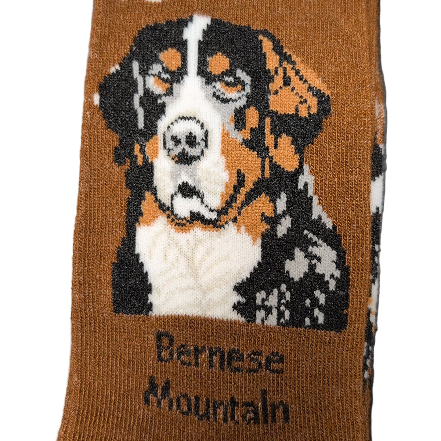 Sock with Bernese Mountain dog design and packaging on a dark surface