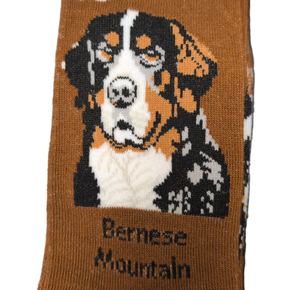 Sock with Bernese Mountain dog design and packaging on a dark surface